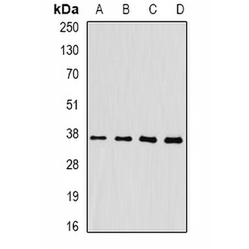 FKBP6 Rabbit Polyclonal Antibody