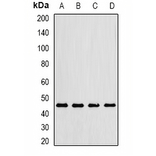 Gastric Lipase Rabbit Polyclonal Antibody