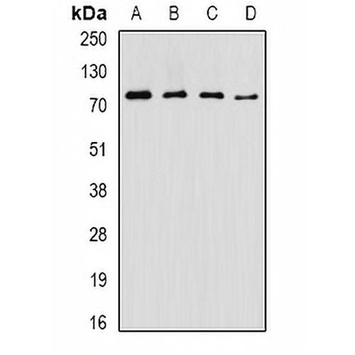 ASMTL Rabbit Polyclonal Antibody