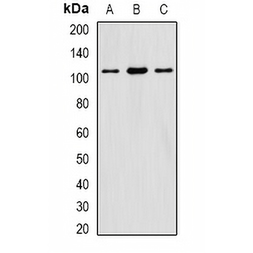eIF3C Rabbit Polyclonal Antibody