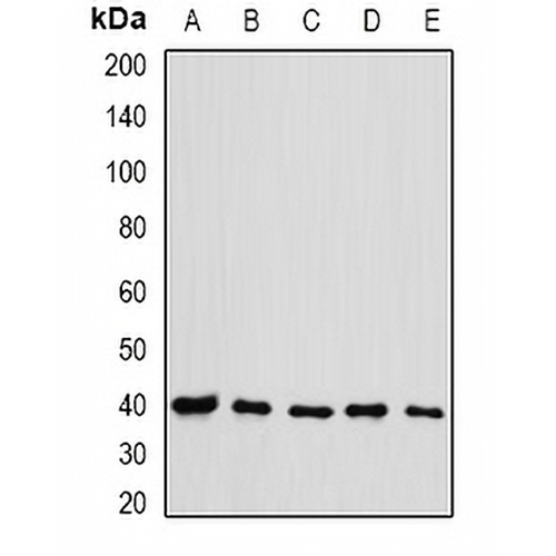 eIF3H Rabbit Polyclonal Antibody