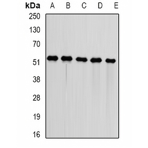 DNAJA3 Rabbit Polyclonal Antibody