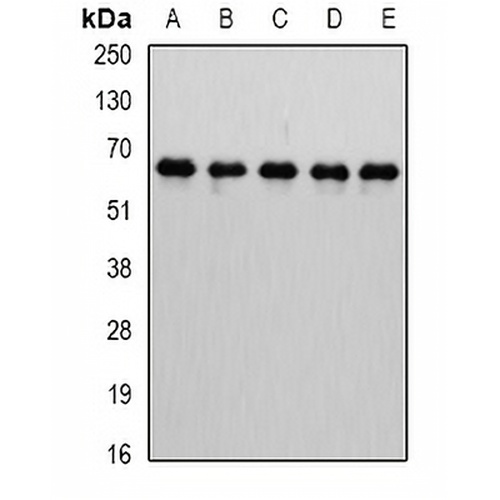 MTGR1 Rabbit Polyclonal Antibody