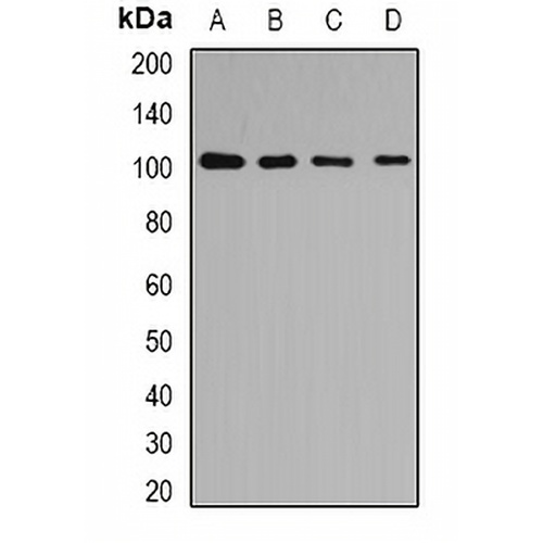 p102 Rabbit Polyclonal Antibody