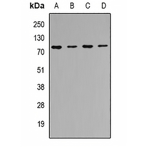 CIP4 Rabbit Polyclonal Antibody