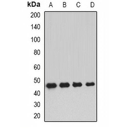 DNAJA2 Rabbit Polyclonal Antibody