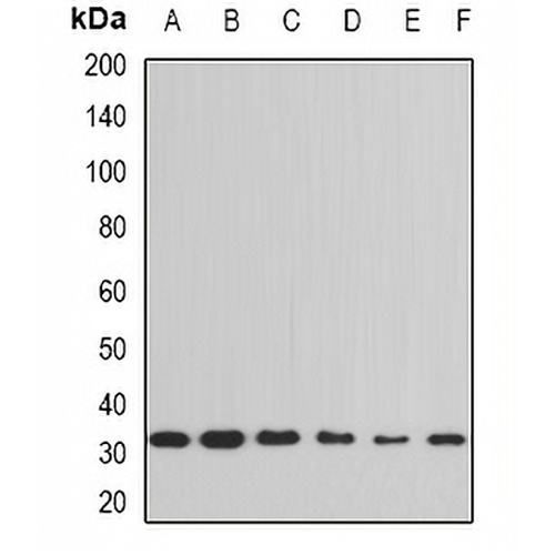 Cyclophilin E Rabbit Polyclonal Antibody