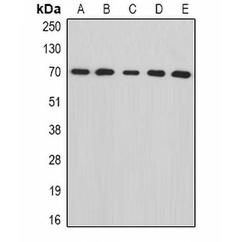 tNOX Rabbit Polyclonal Antibody