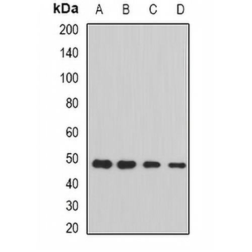 STAMBP Rabbit Polyclonal Antibody