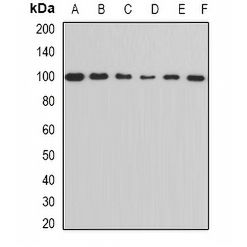 ALDH1L1 Rabbit Polyclonal Antibody