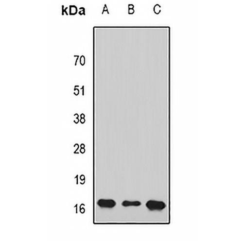 PC4 Rabbit Polyclonal Antibody