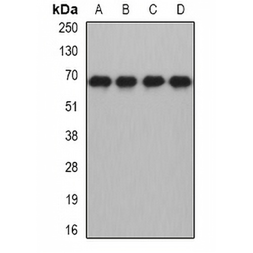 MTF-2 Rabbit Polyclonal Antibody