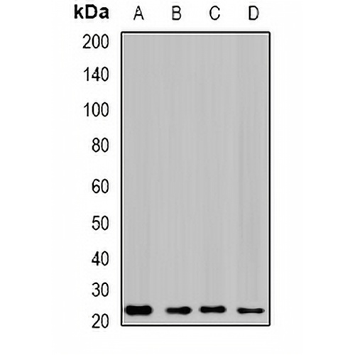 GTL3 Rabbit Polyclonal Antibody