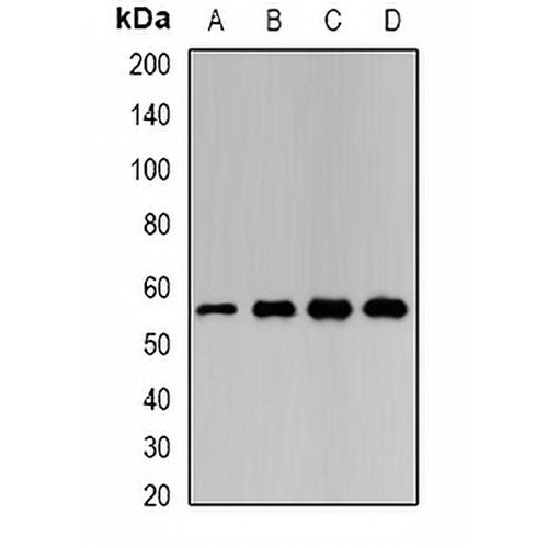 LAP3 Rabbit Polyclonal Antibody