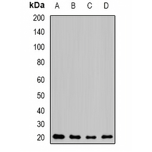 NAT5 Rabbit Polyclonal Antibody
