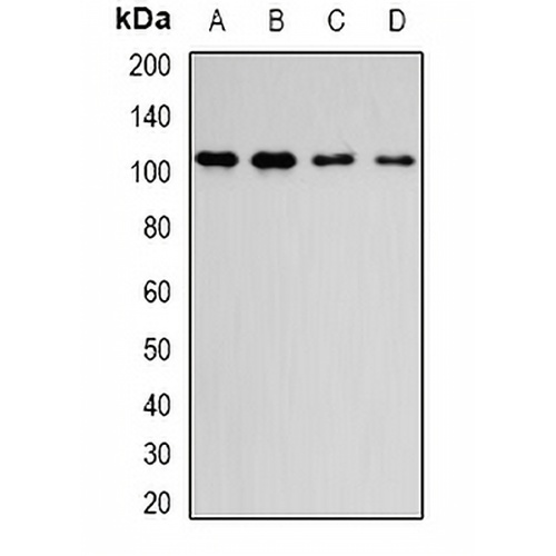 DPP8 Rabbit Polyclonal Antibody