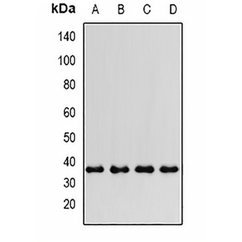 PTGES2 Rabbit Polyclonal Antibody