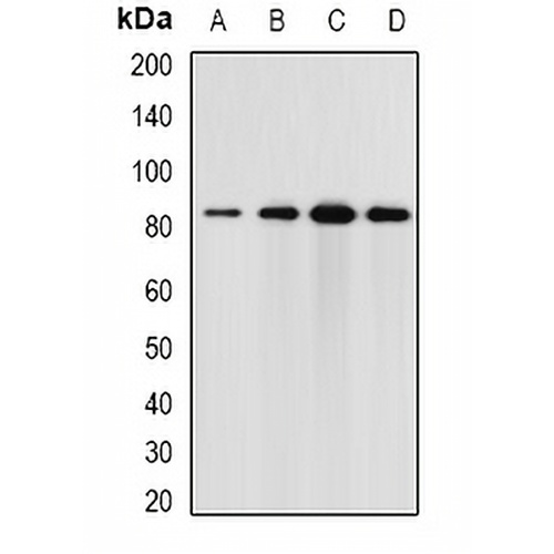 Elmo3 Rabbit Polyclonal Antibody