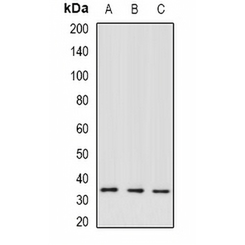 TFIIH p34 Rabbit Polyclonal Antibody