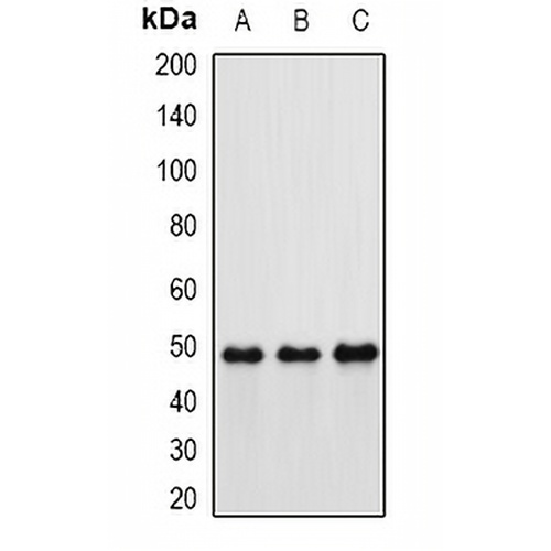 Hippi Rabbit Polyclonal Antibody