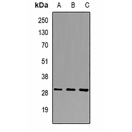 BTEB1 Rabbit Polyclonal Antibody