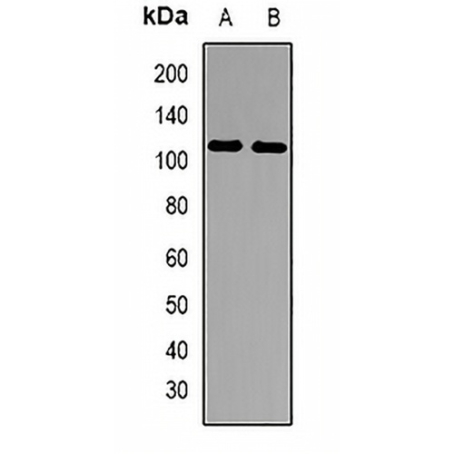 MCM10 Rabbit Polyclonal Antibody