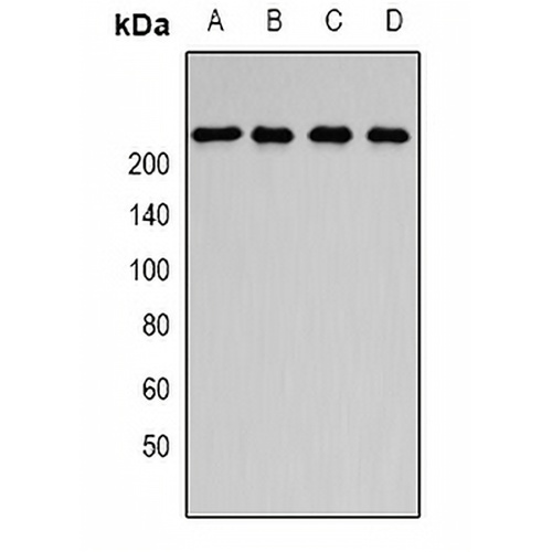 SMCHD1 Rabbit Polyclonal Antibody
