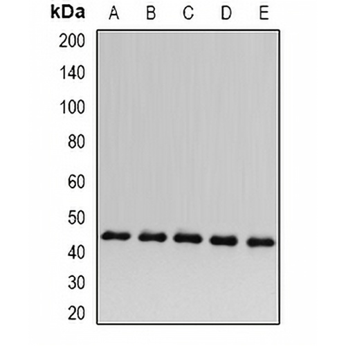 ACADS Rabbit Polyclonal Antibody
