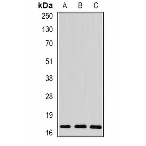 Spot 14 Rabbit Polyclonal Antibody