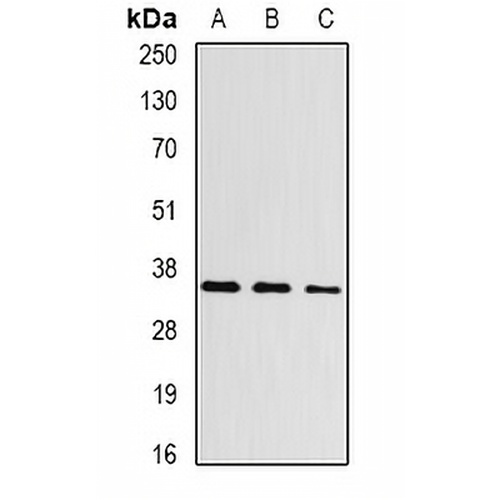 Aspartoacylase Rabbit Polyclonal Antibody