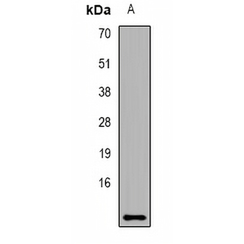 Dermcidin Rabbit Polyclonal Antibody