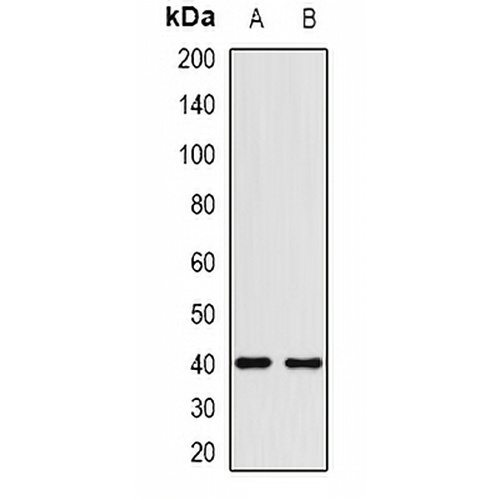 HMG-20A Rabbit Polyclonal Antibody
