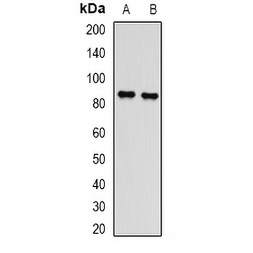 L3MBTL3 Rabbit Polyclonal Antibody