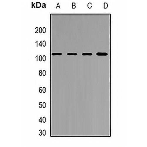YT521-B Rabbit Polyclonal Antibody