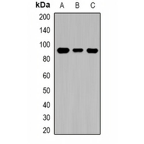 TGase1 Rabbit Polyclonal Antibody