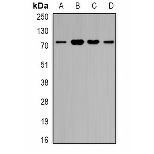 ZNF195 Rabbit Polyclonal Antibody