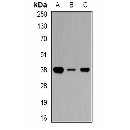 Ciao 1 Rabbit Polyclonal Antibody
