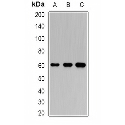 Karyopherin alpha-6 Rabbit Polyclonal Antibody