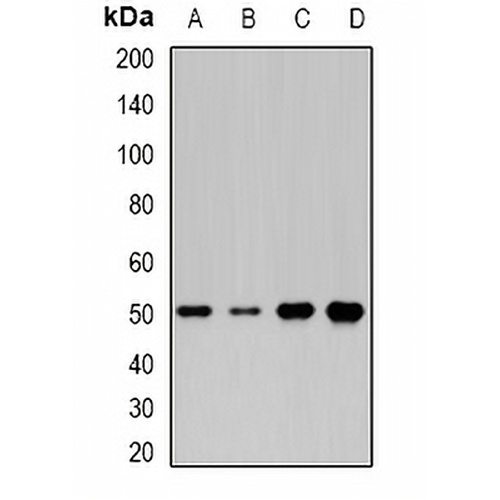 MOCS3 Rabbit Polyclonal Antibody
