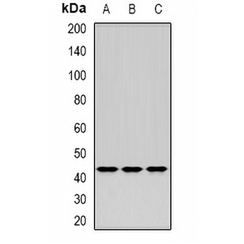 ERGIC2 Rabbit Polyclonal Antibody