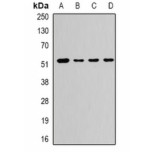 CaMK1 gamma Rabbit Polyclonal Antibody