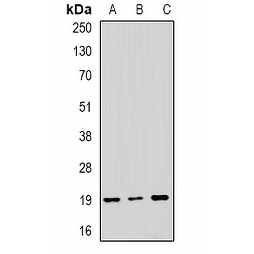 NAT13 Rabbit Polyclonal Antibody