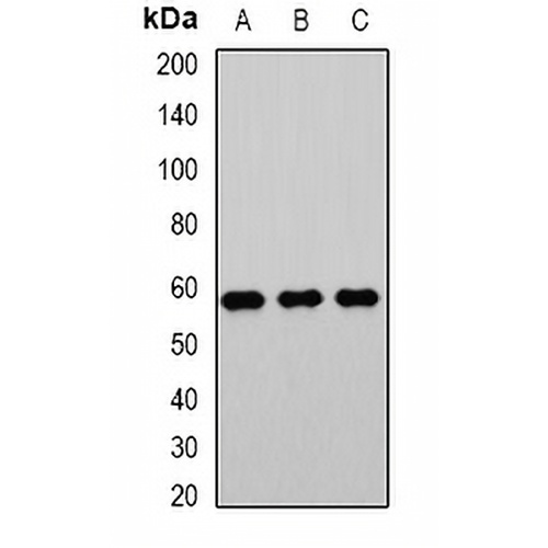 PHACS Rabbit Polyclonal Antibody