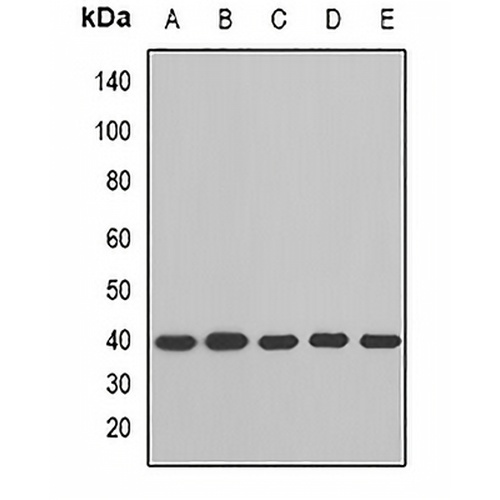 BCAT2 Rabbit Polyclonal Antibody
