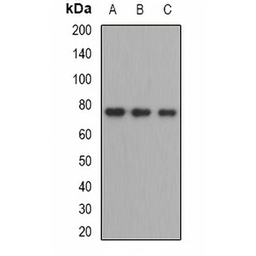 ZBTB48 Rabbit Polyclonal Antibody
