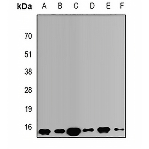 VAMP3 Rabbit Polyclonal Antibody