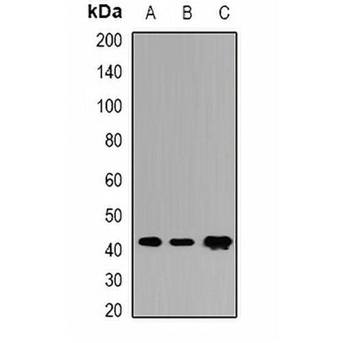 COQ3 Rabbit Polyclonal Antibody