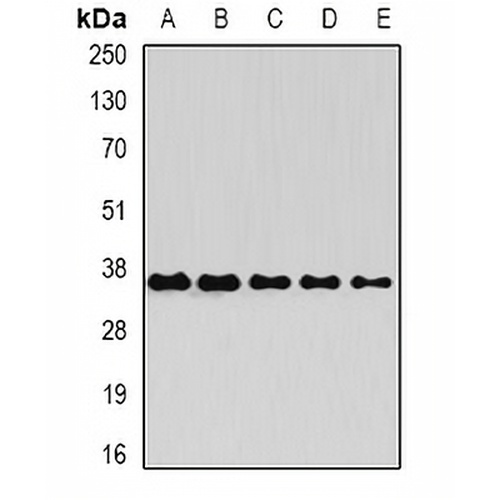 OSGEP Rabbit Polyclonal Antibody