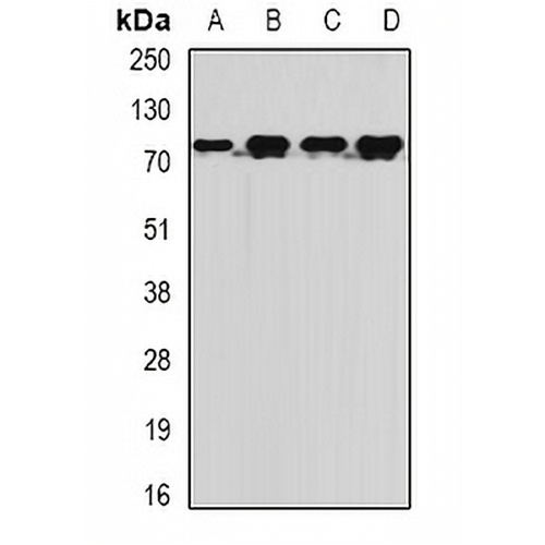 MTMR14 Rabbit Polyclonal Antibody
