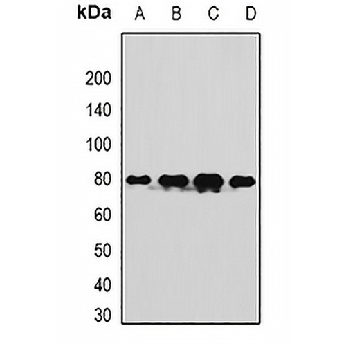 TUG Rabbit Polyclonal Antibody